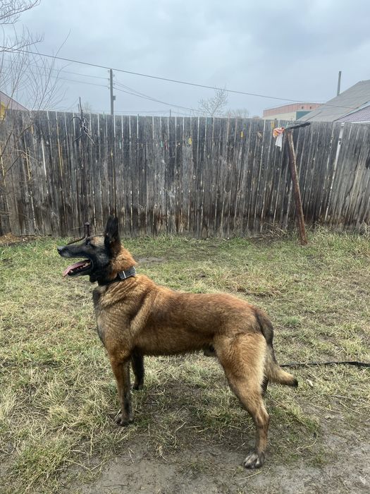 Предлагается на вязку кабель бельгийский овчарка