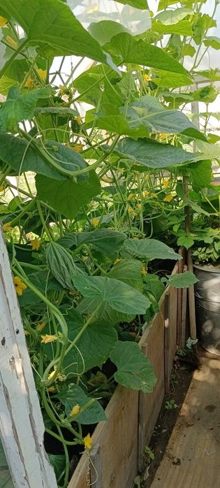Продам дачу зимний вариант