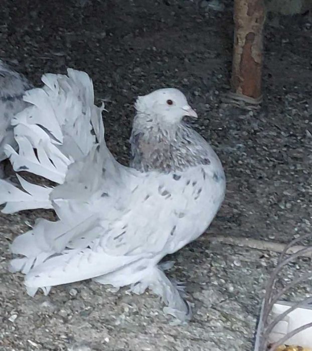 De vânzare Voltati indieni