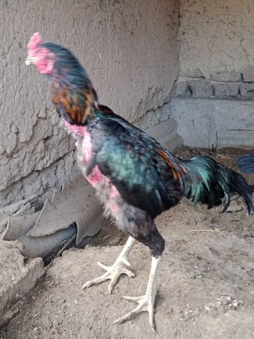 Түлек қораз сатылады