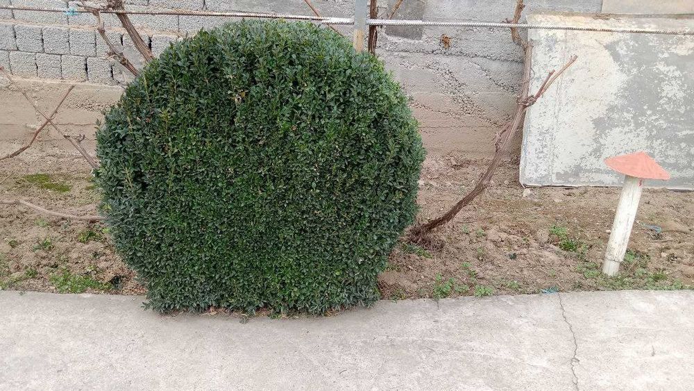 Декоративные кустарники с места выращивания самовывозом