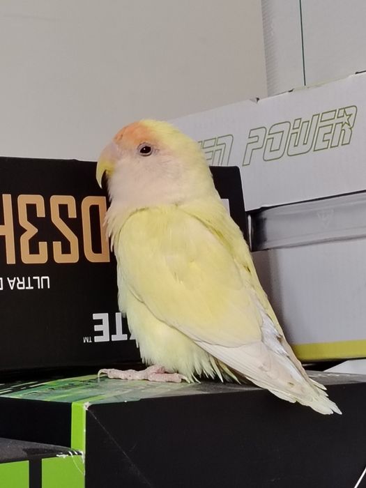 Неразлучник, самка