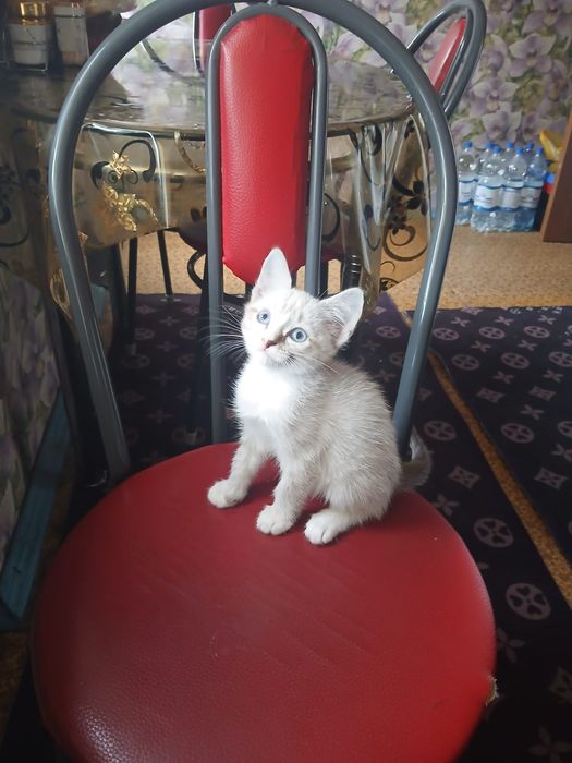 Отдам котёнка мышелова