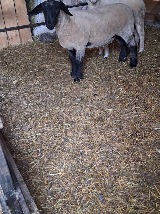 Oaie suffolk + un berbecut si o mieluta de 5 luni de vanzare
