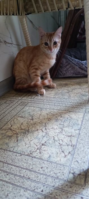 Котик, ласковый, кастрированный