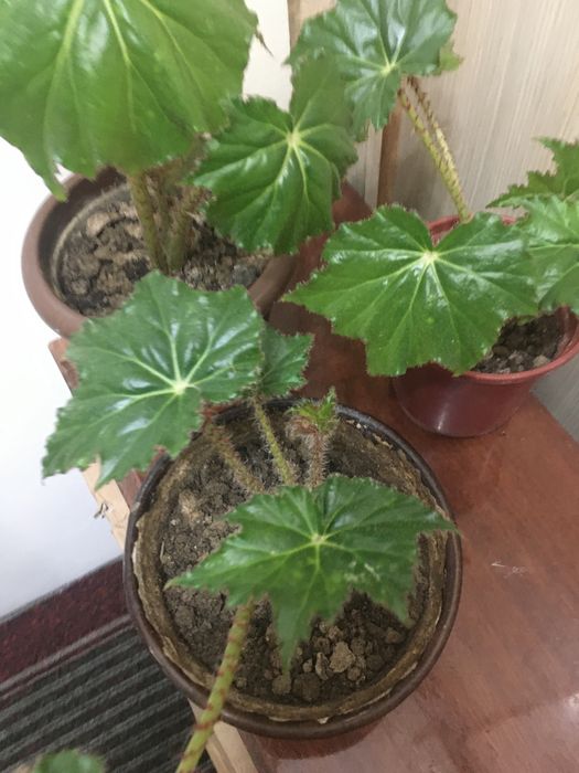 Комнатные цветы!