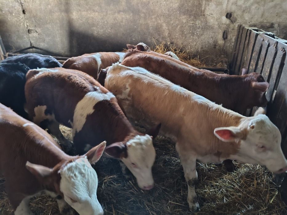 Viței înțărcați 130-140 media