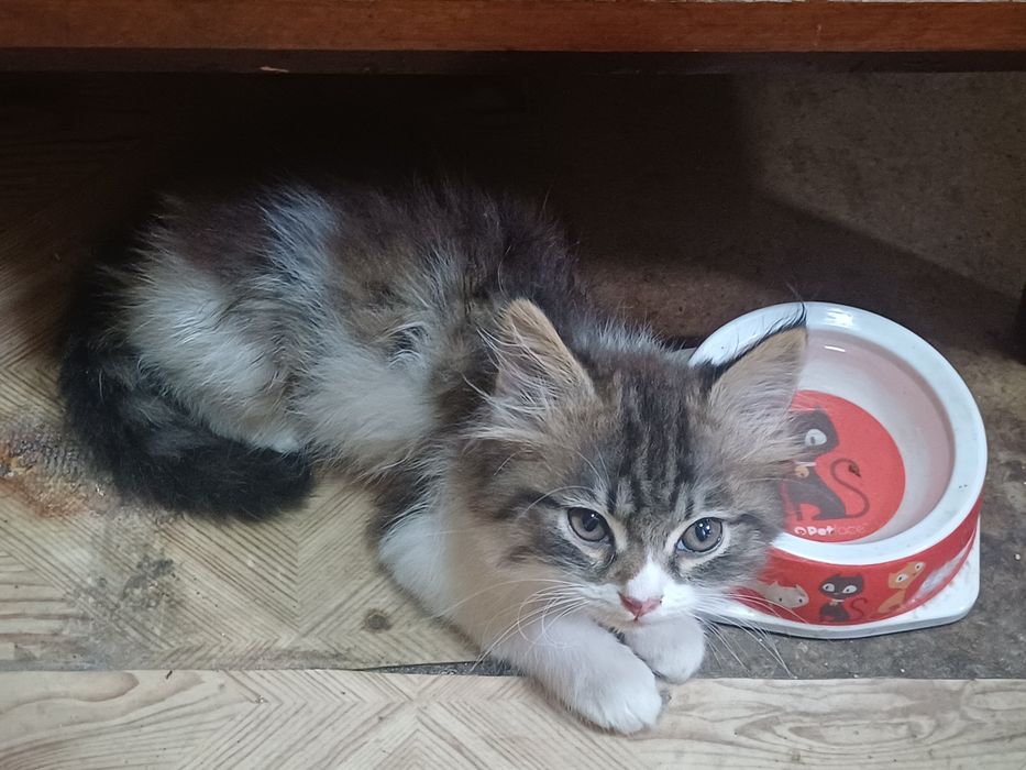 Котята ищут хозяев