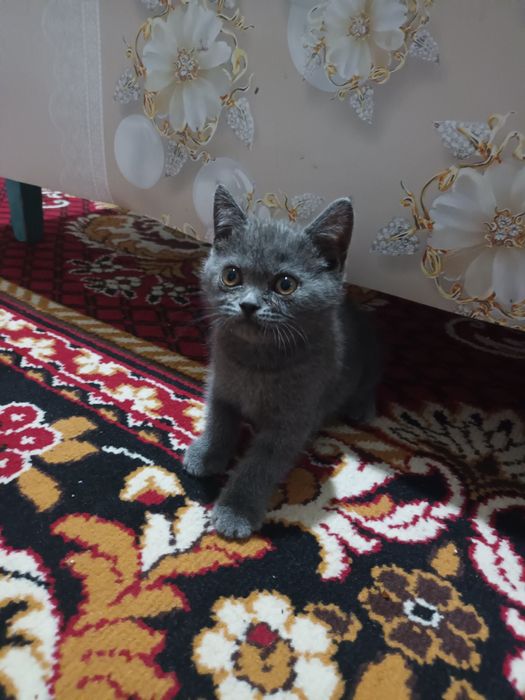 Skotish strayt mushuk sotiladi