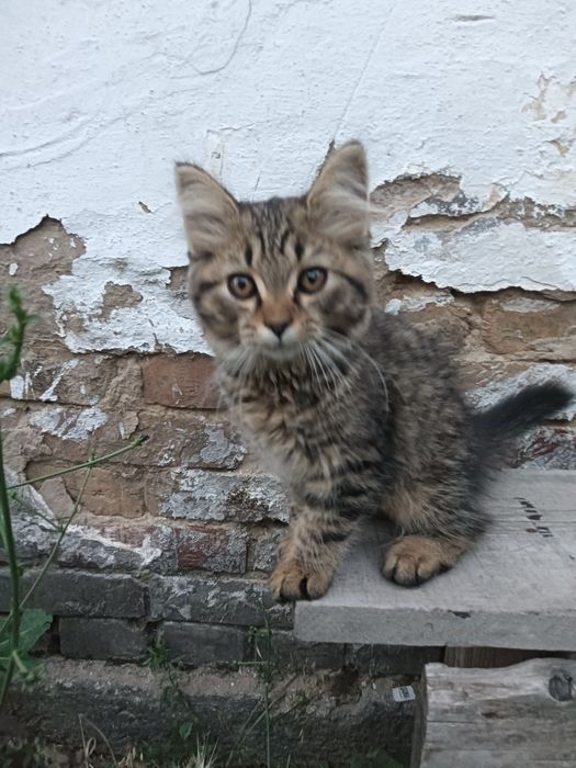 Отдам замечательных котят