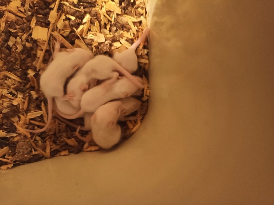 Мыши лабораторные.