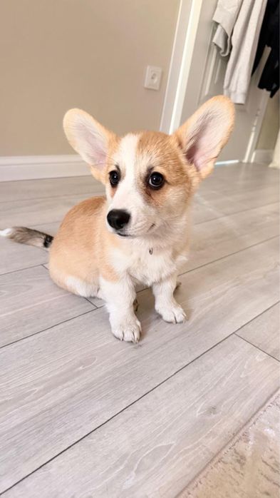 Продам собаку корги