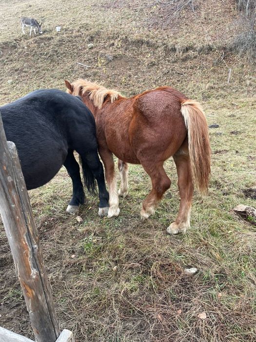 Manz de 7 luni si iapa de 2,5 ani