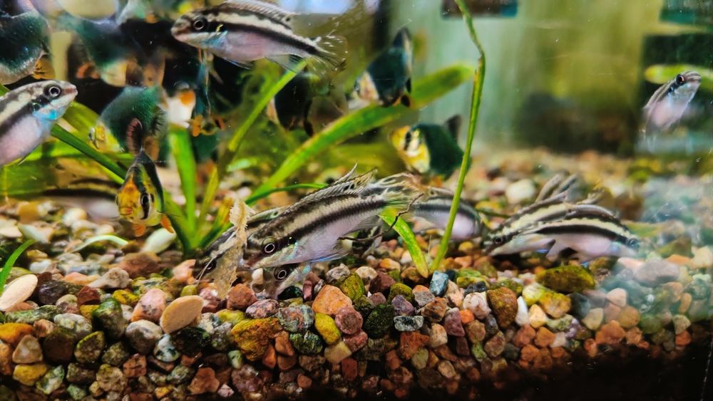 Пельвикахромисы рыбки