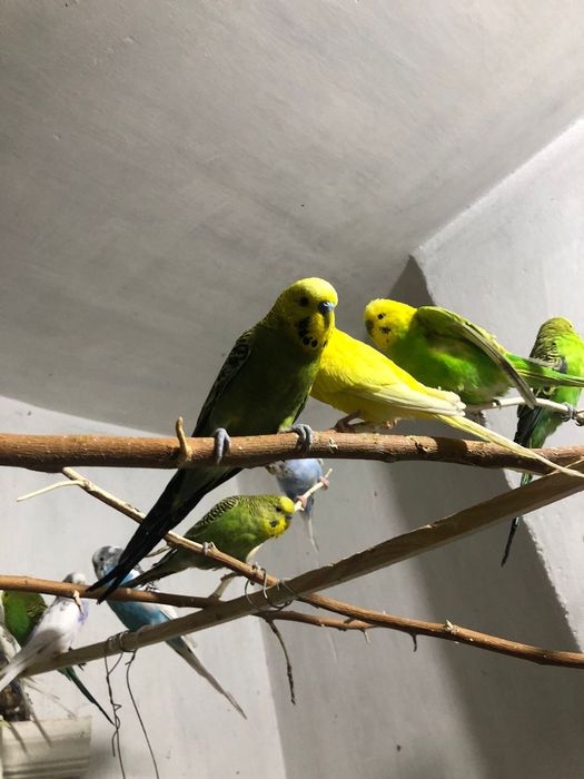 Взрослые рабочие чехи