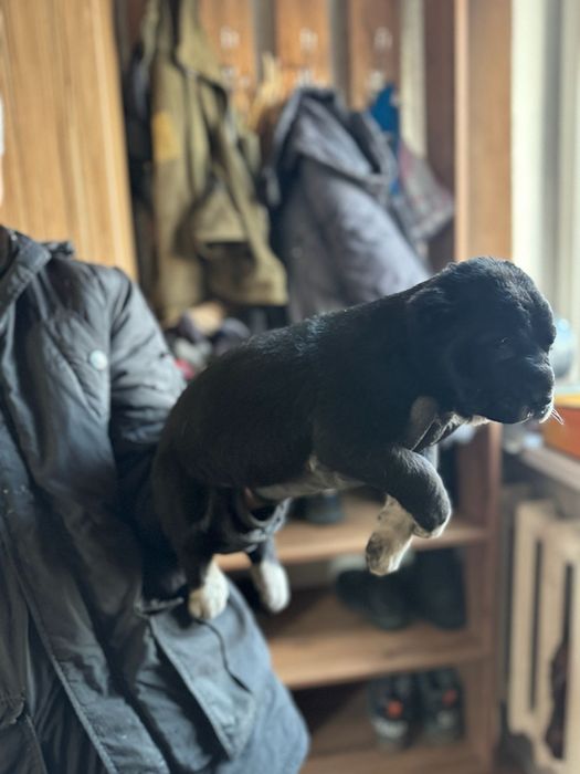 Продам щеньки алабая