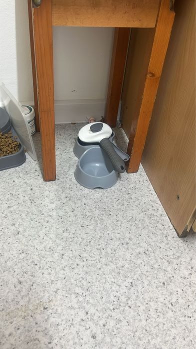 Котята котёнок кот мысык