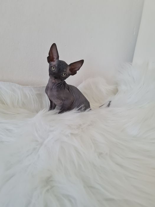 Pisicuta sphynx mascul blue