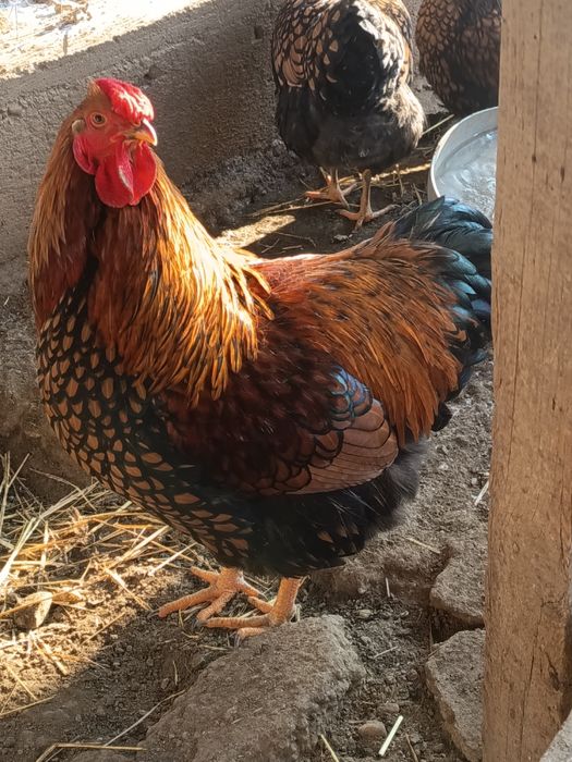 Vând doi cocoși din 2005