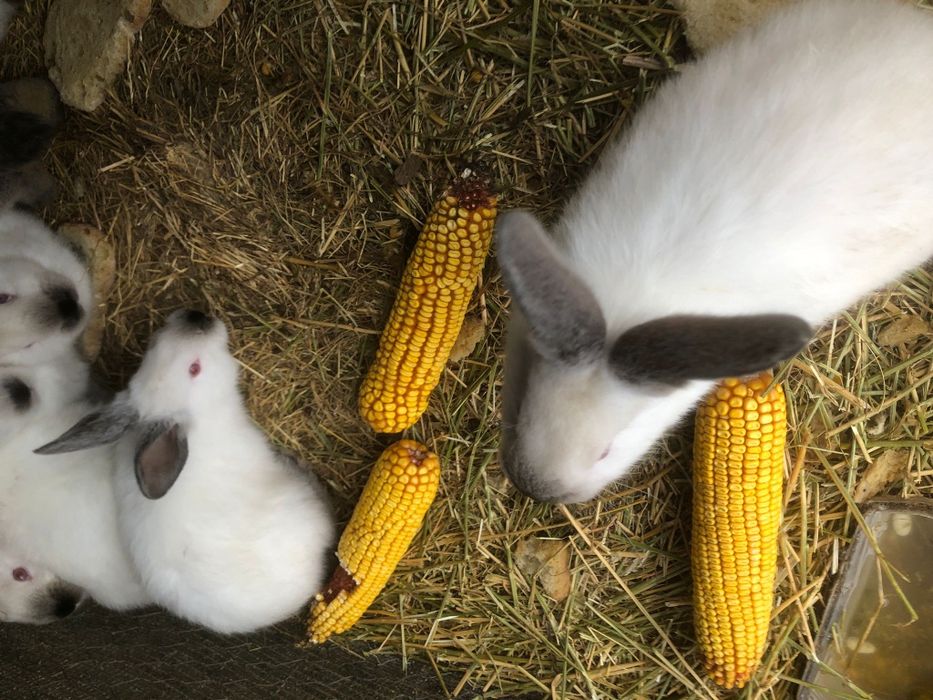 Iepuri Californieni femele si  masculi