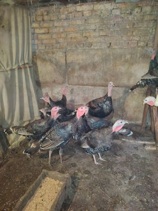 Продам Индюка, Индюшак, Индюшат