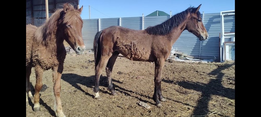 Продам лошадей, отком