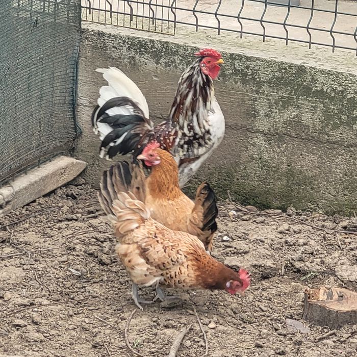 Pereche gaini pitice 1 cocos și 2 gaini