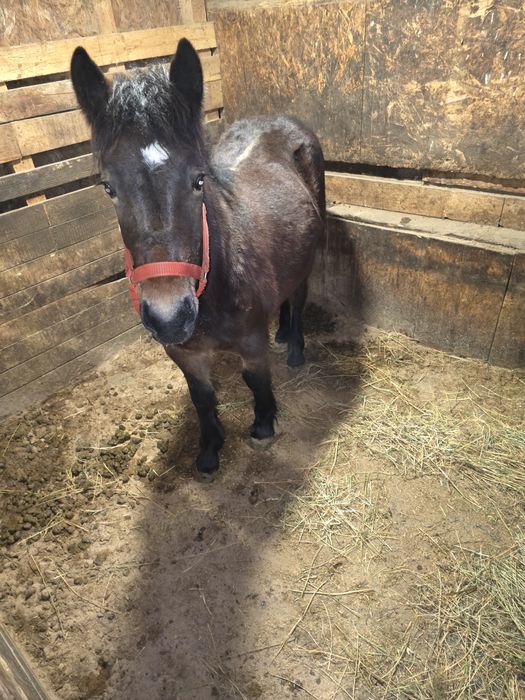 Vand manz, manza, cai!