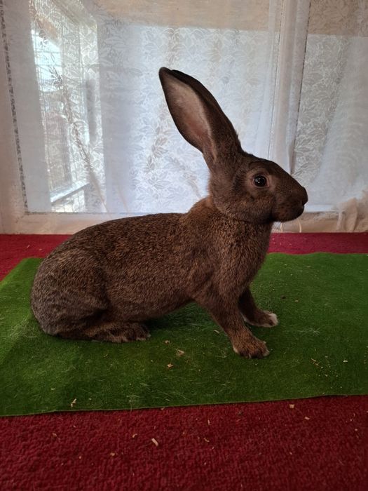 Iepuri hycole francez