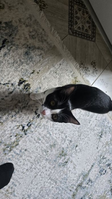 кошка домашняя 4 месяца мальчик