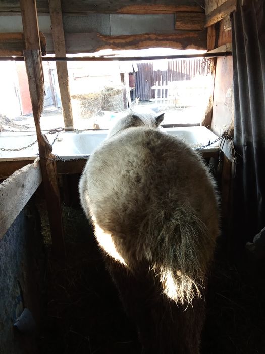 Продаю кунана  жырный