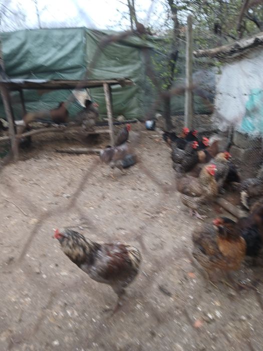 Vand cososi din rasa Araucana