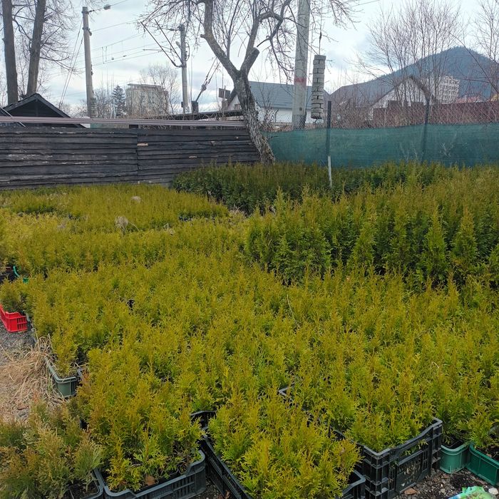 Tuia smaragd 90 cm-1m