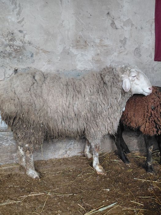 Кошкар сатылады 2ден асып жатр