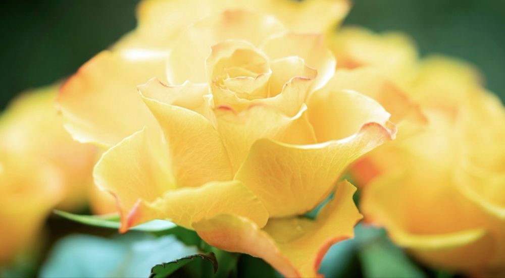 Кусты роз от 500 тенге