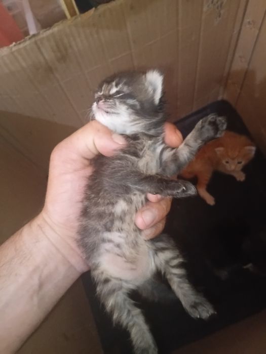 Веслоухие котята