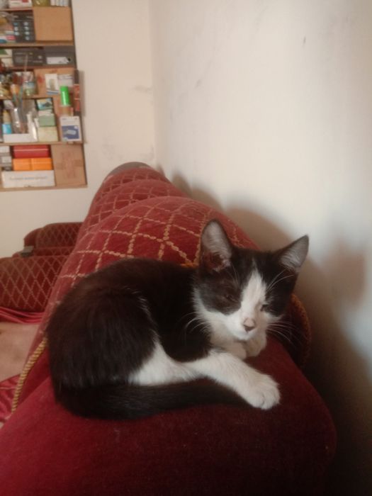 Котята котёнок мысык