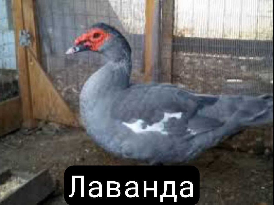 Индоутки и индоутята новых германских линий.