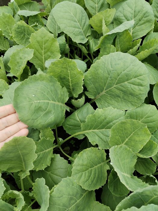 Рассада  капусты  и помидор