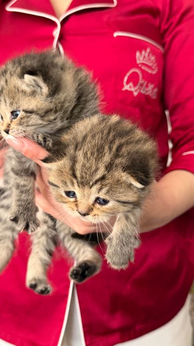 Продаётся котята