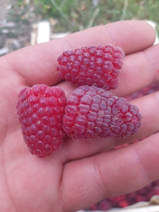 Продам саженцы малины