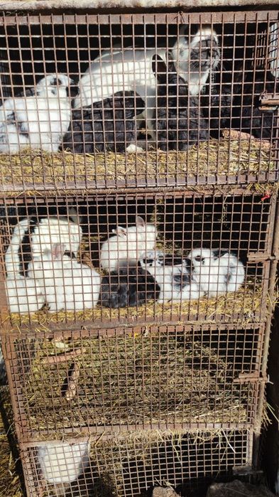 Iepuri fluture german