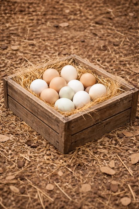 Precomanda de oua si pui de matase japoneza