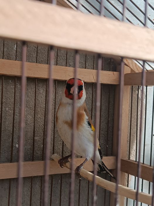 Kokil sotiladi mesni