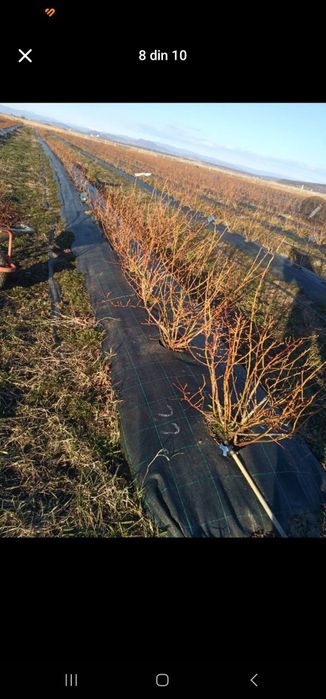 Afin și zmeur de vânzare