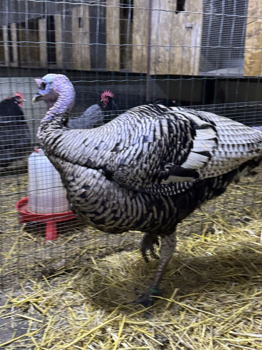 Curcani de rasă Narragansett oua incubat, pui mici Australorp Brahma