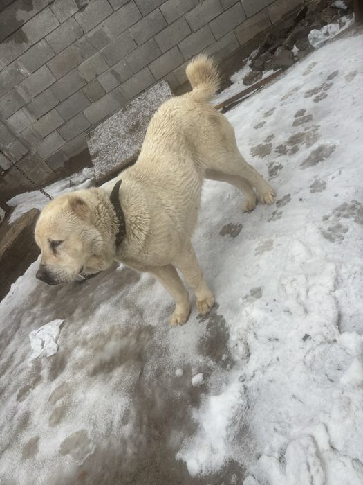 Продам сука течка идет срочно