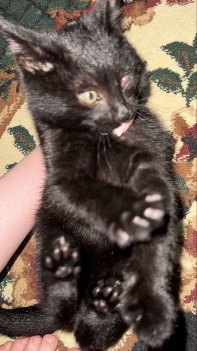 мушук боласи бепул