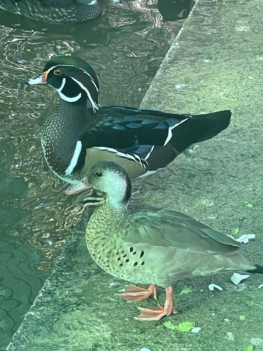 Rațe sălbatice de vânzare