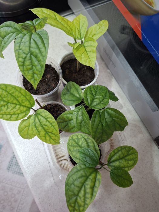 Продам комнатные цветы